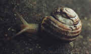 Snegl.jpg (24707 byte)