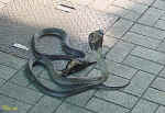 Image16.jpg (68635 byte)