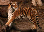 Tiger.jpg (71484 byte)