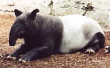 tapir.jpg (51906 byte)