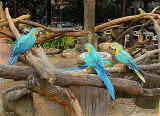 Papagoejer.jpg (103855 byte)