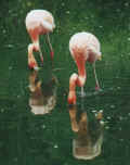 flamingoer.jpg (44394 byte)