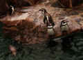 Pingviner.jpg (41559 byte)