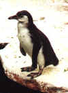 pingvin.jpg (39758 byte)